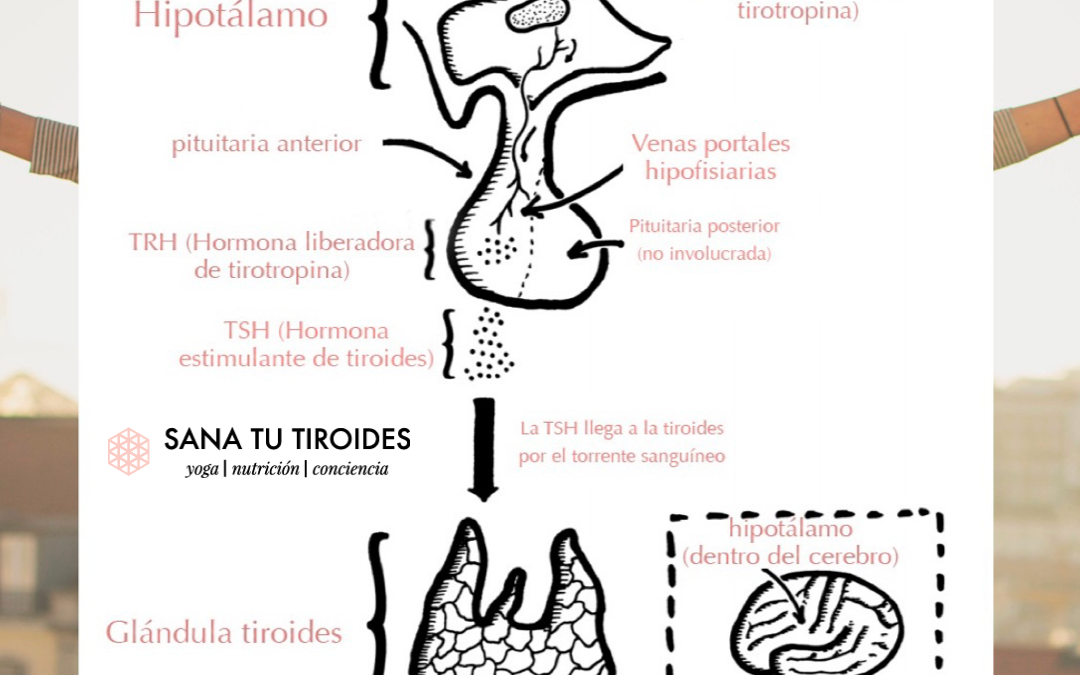 Eje hipotálamo- pituitaria- tiroides